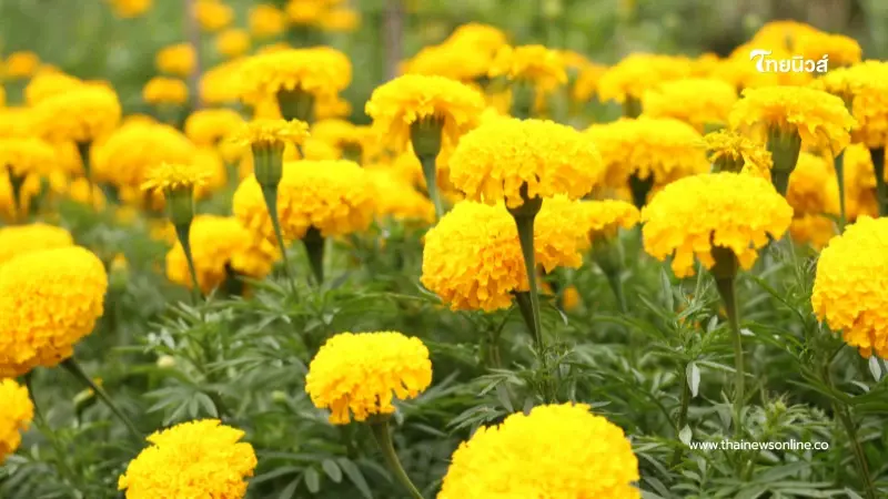 เปิดสรรพคุณดอกดาวเรือง  สมุนไพรบ้านๆ แต่ดีต่อดวงตาและสุขภาพ