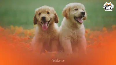 ชาติอื่นเรียกสุนัขว่าอย่างไร คำว่า "สุนัข" ในภาษาทั่วโลก