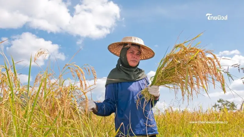 เงินช่วยชาวนา เช็กสิทธิ์รับเงินช่วยเหลืองวดใหม่ 5 รอบ โอนเข้าบัญชีตรง