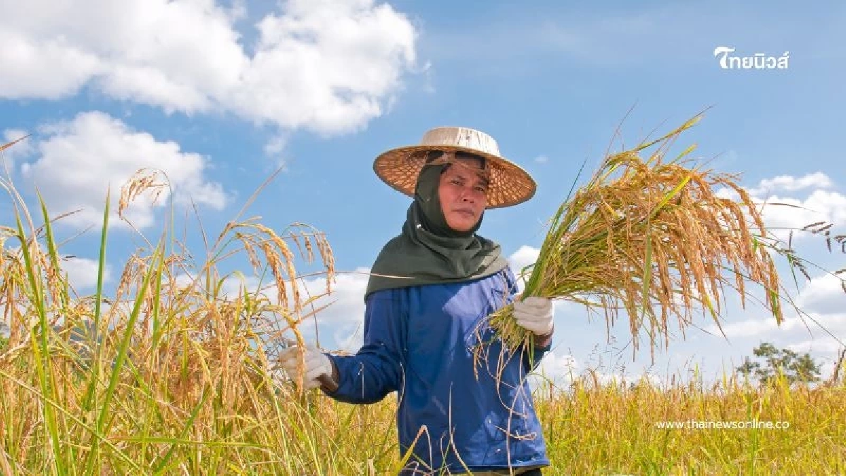 เงินช่วยชาวนา เช็กสิทธิ์รับเงินช่วยเหลืองวดใหม่ 5 รอบ โอนเข้าบัญชีตรง เงินช่วยชาวนา เช็กสิทธิ์รับเงินช่วยเหลืองวดใหม่ 5 รอบ โอนเข้าบัญชีตรง