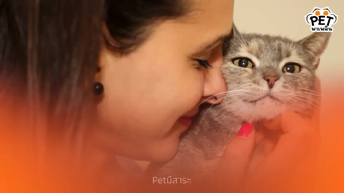 รู้จักพฤติกรรมน้องแมวเอาหน้ามาถู พร้อมเหตุผลที่คุณต้องรู้ รู้จักพฤติกรรมน้องแมวเอาหน้ามาถู พร้อมเหตุผลที่คุณต้องรู้
