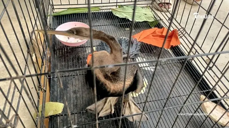 พลเมืองดีแจ้งเบาะแส นกอ้ายงั่วบาดเจ็บ เจ้าหน้าที่เร่งช่วย