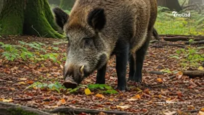 พบหมูป่ามีเนื้อ - ไขมันสีฟ้า ตรวจแล้วตกใจ จนต้องรีบเตือนชาวบ้าน