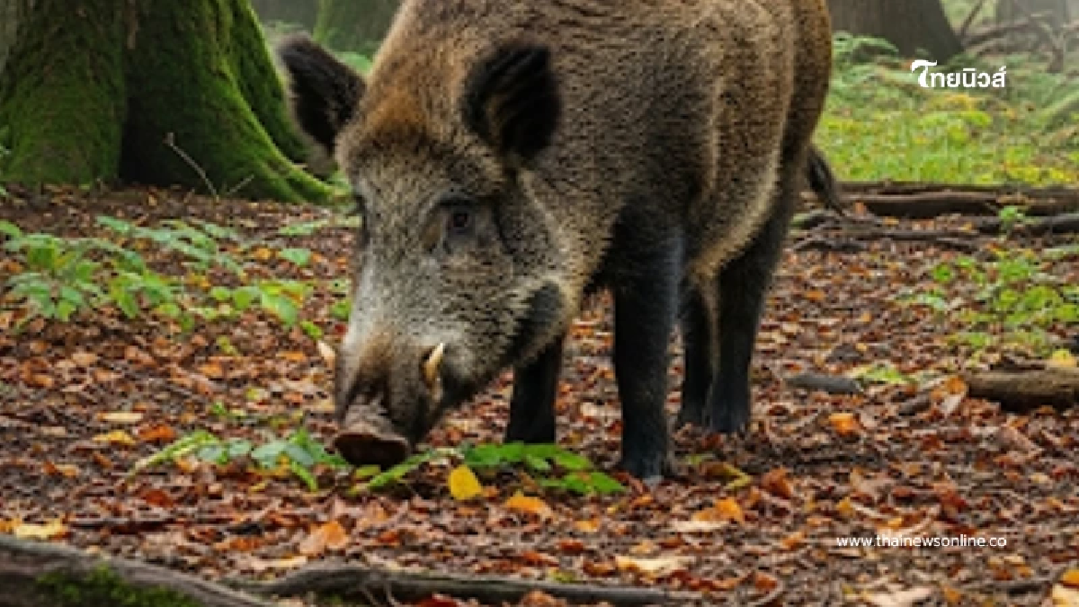 พบหมูป่ามีเนื้อ - ไขมันสีฟ้า ตรวจแล้วตกใจ จนต้องรีบเตือนชาวบ้าน พบหมูป่ามีเนื้อ - ไขมันสีฟ้า ตรวจแล้วตกใจ จนต้องรีบเตือนชาวบ้าน