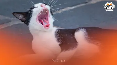 แมวมีกลิ่นปาก สาเหตุที่ไม่ควรมองข้ามและวิธีจัดการอย่างถูกต้อง
