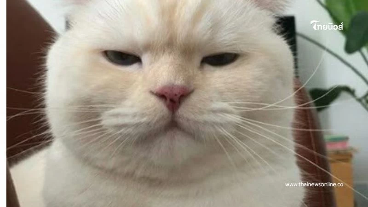 แมวชอบเอาหัวมาสี? ไม่ใช่แค่แสดงความรัก แต่มีความหมายกว่าที่คิด