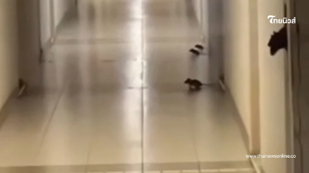 ขนลุก ลูกบ้านโวย กองทัพหนูบุกคอนโด เดือดร้อนหนักบางทีวิ่งไล่คน