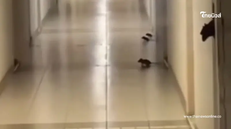 ขนลุก ลูกบ้านโวย กองทัพหนูบุกคอนโด เดือดร้อนหนักบางทีวิ่งไล่คน