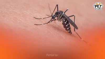 เผยสาเหตุทำไมบางคนถึงถูกยุงกัด 4 ปัจจัยสำคัญและวิธีป้องกัน เผยสาเหตุทำไมบางคนถึงถูกยุงกัด 4 ปัจจัยสำคัญและวิธีป้องกัน
