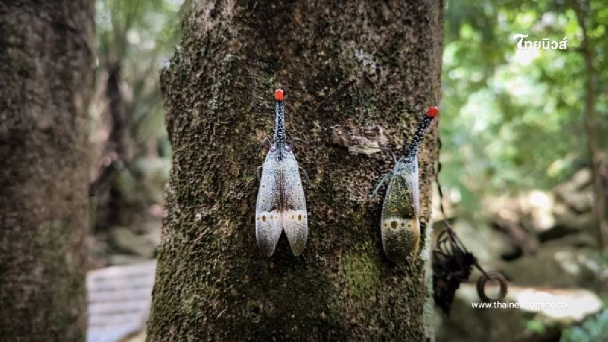จักจั่นงวงแดง เสียงดนตรีแห่งป่า ตัวชี้วัดความอุดมสมบูรณ์ จักจั่นงวงแดง เสียงดนตรีแห่งป่า ตัวชี้วัดความอุดมสมบูรณ์