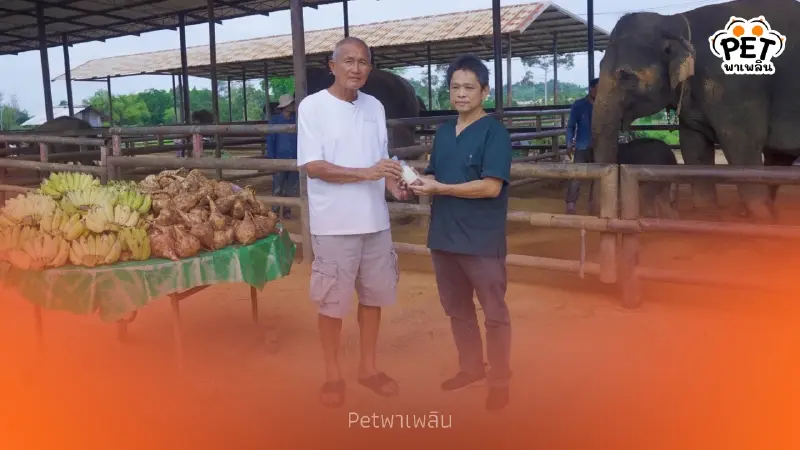 สวนนงนุชพัทยาส่งน้ำนมทองคำ ช่วยชีวิตน้องข้าวต้ม ลูกช้างพลัดหลง