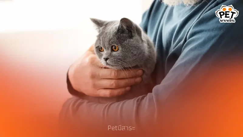 ภาวะสมองเสื่อมในแมว อาการ สาเหตุ และวิธีดูแลแมวสูงวัย