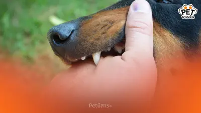 โดนหมา-แมว ข่วน กัด ต้องฉีดวัคซีนพิษสุนัขบ้าทุกครั้งหรือไม่