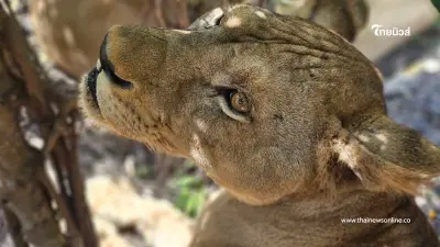 บทลงโทษ สิงโต 5 ตัว หลังก่อเหตุสะเทือนใจจนเจ้าหน้าที่เสียชีวิต