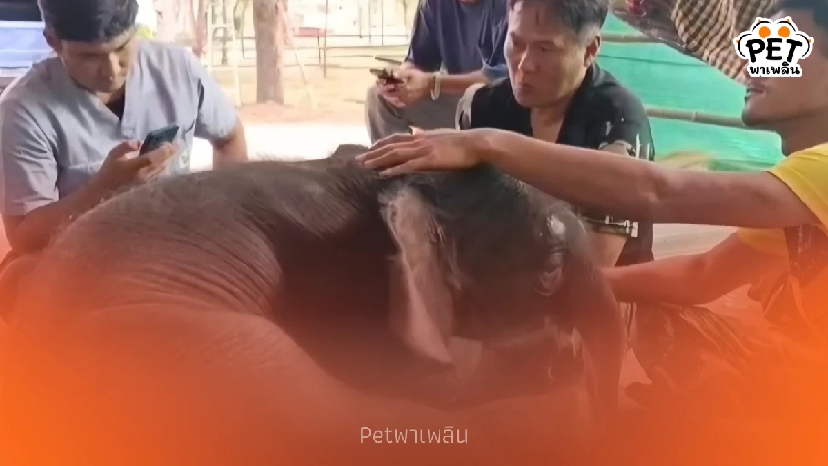 เร่งช่วย "พังข้าวต้ม" ลูกช้างป่าพลัดหลง พบภาวะผิดปกติแต่กำเนิด