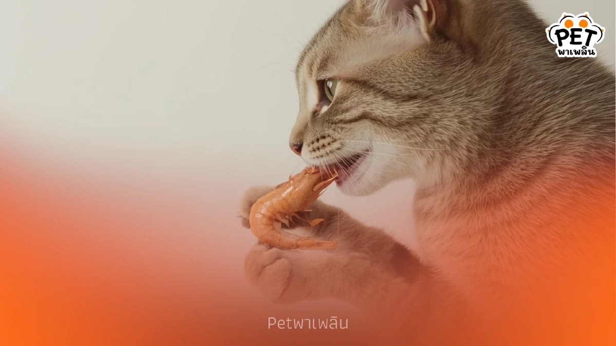 ทำไมแมวชอบกินกุ้ง? ประโยชน์และข้อควรระวังสำหรับเจ้าของแมว