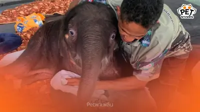 พังข้าวต้ม เริ่มยืน ก้าวเดินได้ ทีมสัตวแพทย์เร่งฟื้นฟูต่อเนื่อง