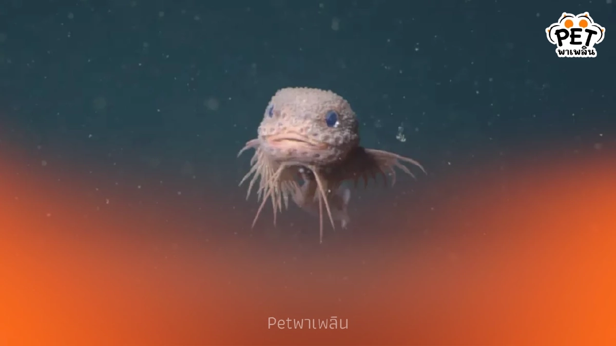 น่ารักเกินคาด ค้นพบปลาทะเลน้ำลึก “Bumpy Snailfish” สีชมพู