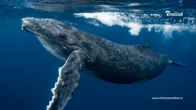 คุมเข้ม วาฬ-โลมาหายาก 3 ชนิดเป็นสัตว์คุ้มครอง ห้ามล่า-ห้ามค้า