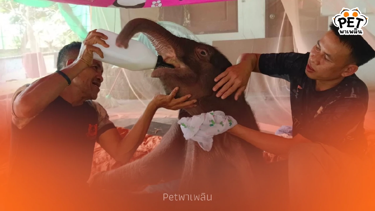 กรมอุทยานฯ อัปเดตอาการ "พังข้าวต้ม" ลูกช้างป่าพลัดหลง