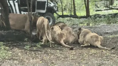 เผยชื่อ 5 สิงโต รุมขย้ำ "พี่เจียน" จนท.สวนสัตว์ ตกใจตัวเริ่มตะปบ