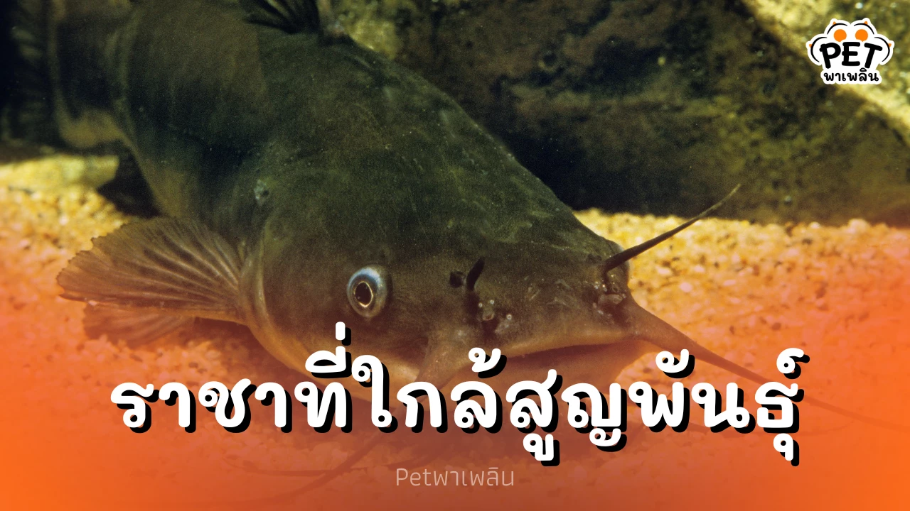  ปลากดคัง ราชาปลาน้ำจืดใกล้สูญพันธุ์ เหลือเพียง 4 ประเทศ 