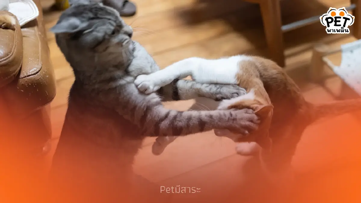 ลำดับทางสังคมของแมว เข้าใจพฤติกรรมและลดความขัดแย้งในบ้าน ลำดับทางสังคมของแมว เข้าใจพฤติกรรมและลดความขัดแย้งในบ้าน