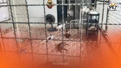 แมวกว่า 300 ชีวิตเสี่ยงอด เจ้าของป่วย-ติดหนี้นอกระบบ กว่า 2 ล้าน