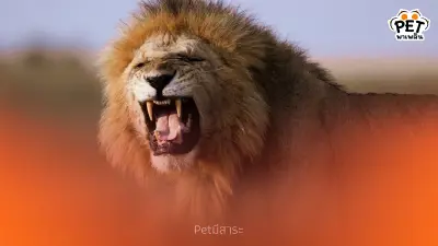 ความแข็งแกร่งของสิงโต เหตุผลที่สิงโตเป็นเจ้าป่าที่น่าเกรงขาม