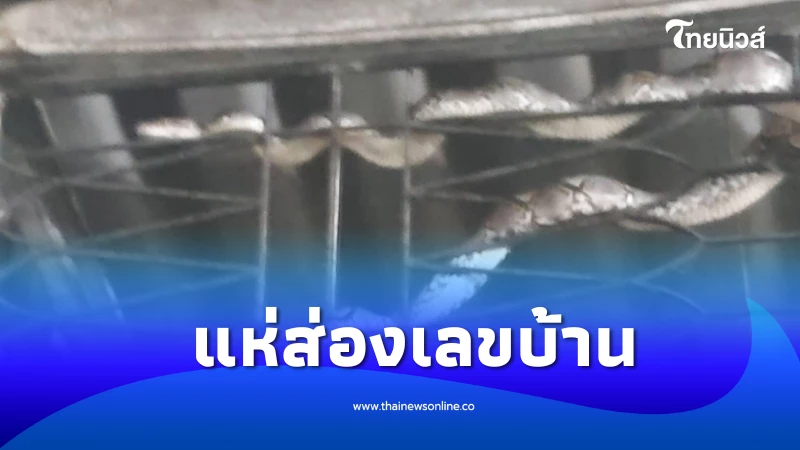 ฮือฮา แม่ค้ากลับจากงานศพ เจองูหลามเข้าร้าน ชาวเน็ตแห่ถามเลขบ้าน | ไทยนิวส์