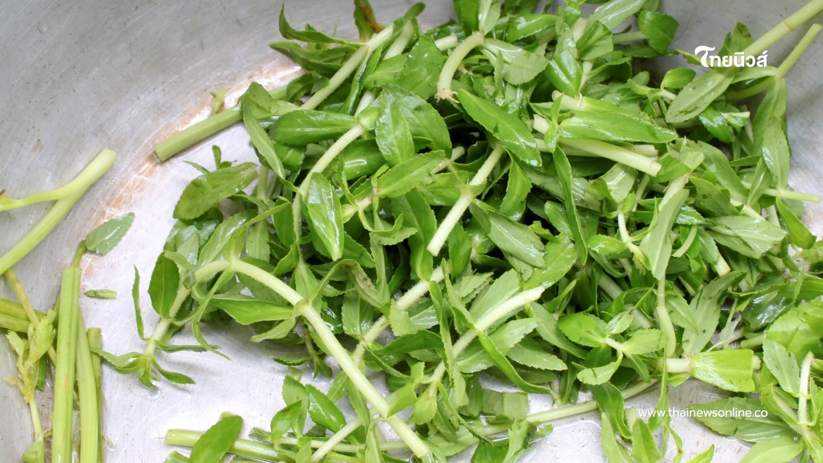 “ผักแขยง” สมุนไพรพื้นบ้าน กลิ่นแรงแต่มีประโยชน์เพียบ