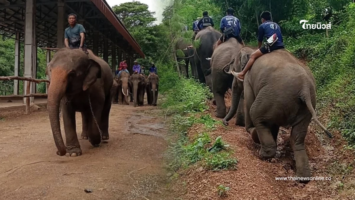 อพยพด่วน "ช้างตระกูลแสน" ขึ้นที่สูง เซฟทุกชีวิตก่อนน้ำมา