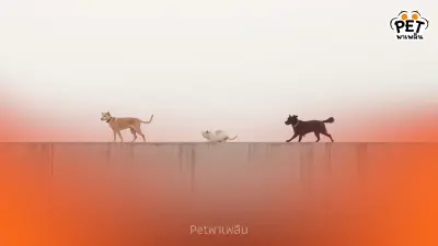 เจอสัตว์บนทางด่วน ทำอย่างไร ให้ปลอดภัยทั้งคนและสัตว์