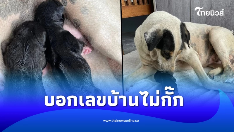 สาวตกใจ เจอสุนัขจรคลอดลูก 6 ตัวหน้าบ้าน ก่อนบอกเลขบ้านไม่กั๊ก | ไทยนิวส์