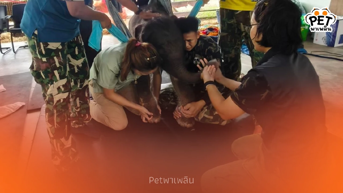 อัปเดตอาการ "พังข้าวต้ม" สุขภาพดีขึ้น ค่าตับ-ไตยังสูง