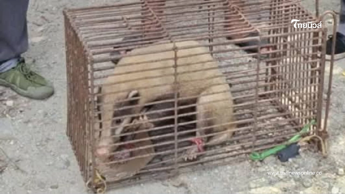 ช่วย “หมูหริ่ง” พลัดหลงกลางท่าศาลา สัตว์หายากใกล้สูญพันธุ์ ช่วย “หมูหริ่ง” พลัดหลงกลางท่าศาลา สัตว์หายากใกล้สูญพันธุ์