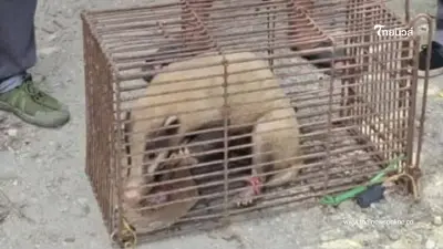 ช่วย “หมูหริ่ง” พลัดหลงกลางท่าศาลา สัตว์หายากใกล้สูญพันธุ์ ช่วย “หมูหริ่ง” พลัดหลงกลางท่าศาลา สัตว์หายากใกล้สูญพันธุ์