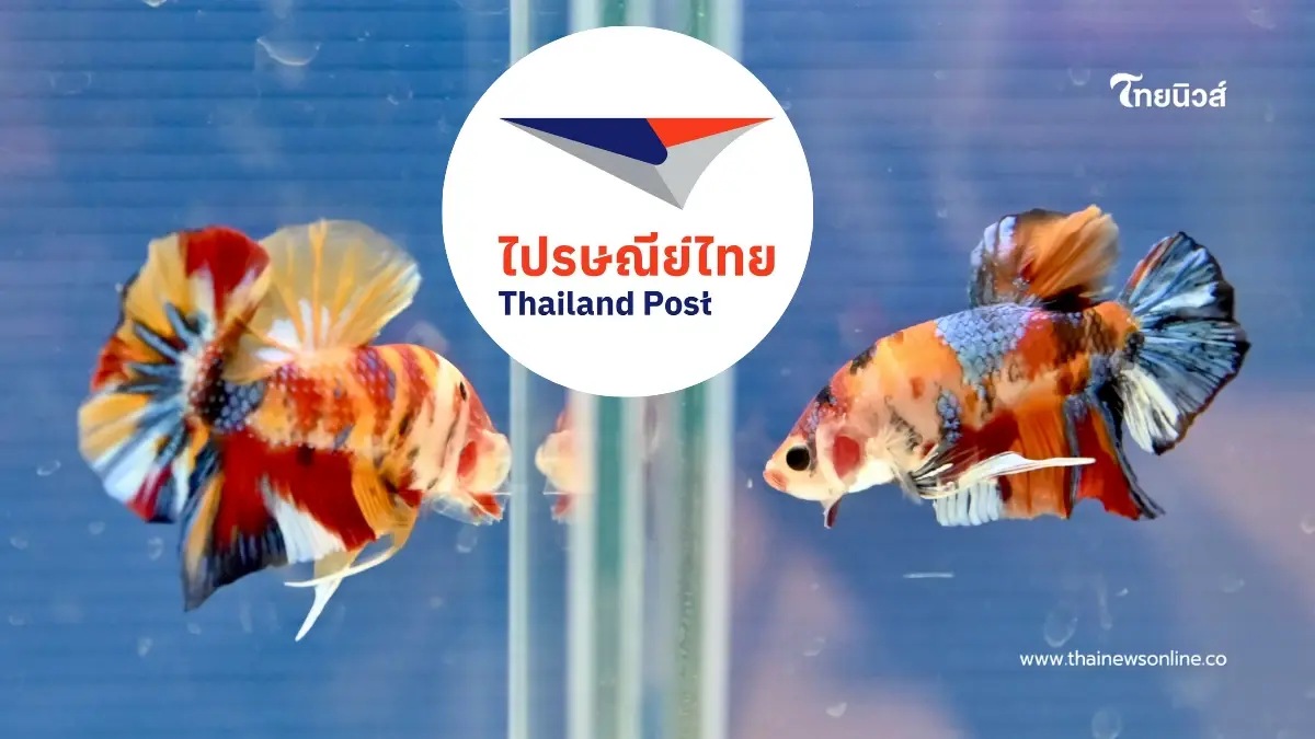 ดัน "ปลากัดไทย" โกอินเตอร์ ไปรษณีย์เปิดบริการส่งด่วน ไป 5 ประเทศ