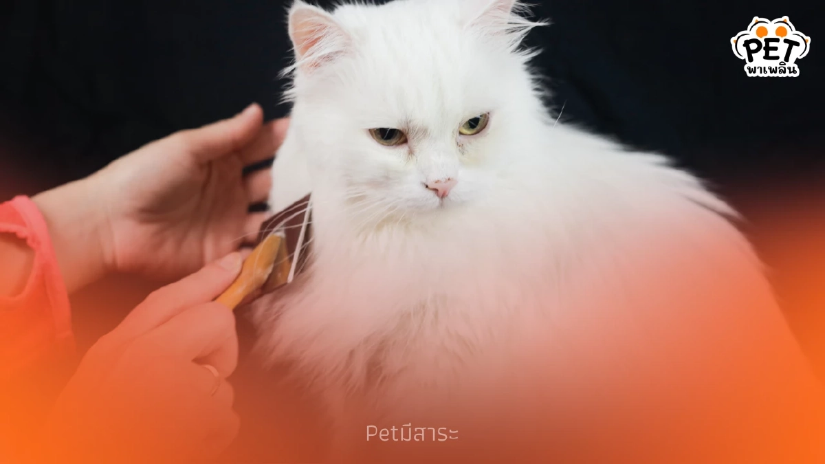 ขนแมว เรื่องน่ารู้ ประโยชน์ ปัญหา และวิธีดูแลให้สุขภาพดี