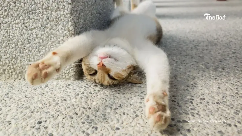 9 ท่านอนของแมว บ่งบอกความสัมพันธ์กับเจ้าของได้อย่างแม่นยำ