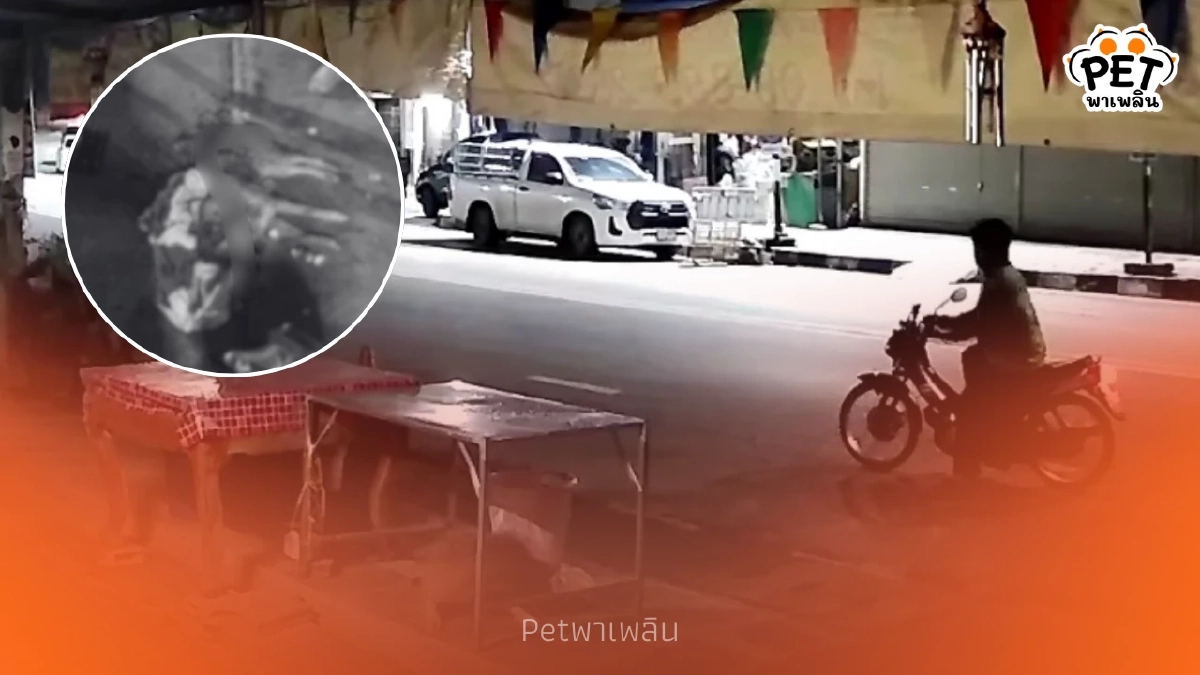 สุดสลด หมาจรถูกวางยาดับหน้าตลาดสด WDT จี้เอาผิดผู้ก่อเหตุ