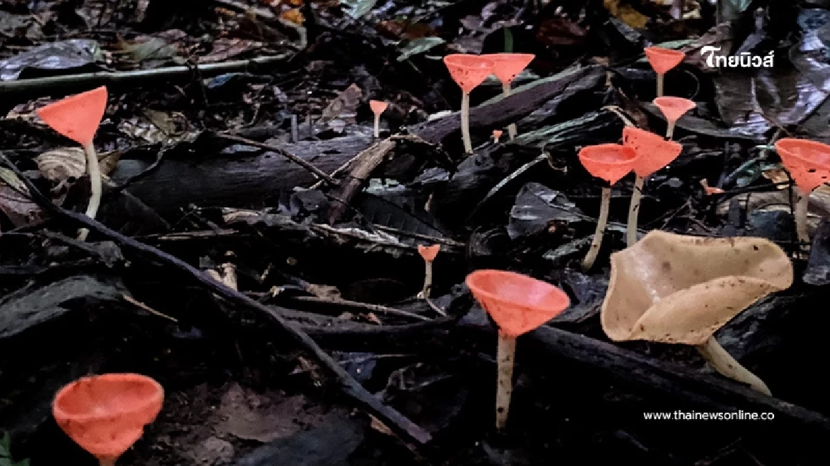 "เห็ดแชมเปญ" สีสันสุดคิ้วท์แห่งหน้าฝน อัญมณีเล็กๆของผืนป่า