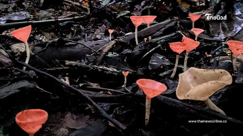 "เห็ดแชมเปญ" สีสันสุดคิ้วท์แห่งหน้าฝน อัญมณีเล็กๆของผืนป่า