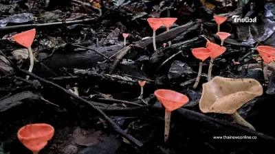 "เห็ดแชมเปญ" สีสันสุดคิ้วท์แห่งหน้าฝน อัญมณีเล็กๆของผืนป่า