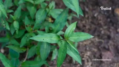 ผักแพว ผักพื้นบ้านในประเทศไทย ลดความเสี่ยงโรคหัวใจ ได้จริงหรือ