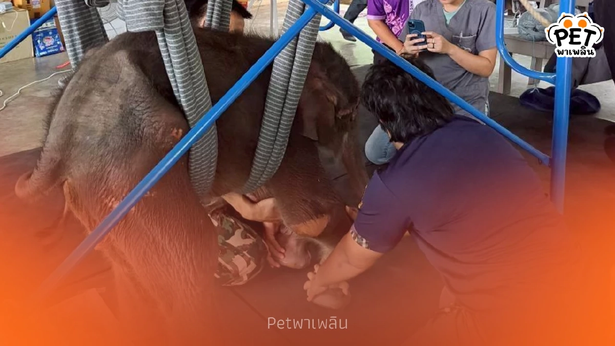 อัปเดตอาการ "พังข้าวต้ม" ศูนย์บึงฉวากเผยฟื้นตัวต่อเนื่อง