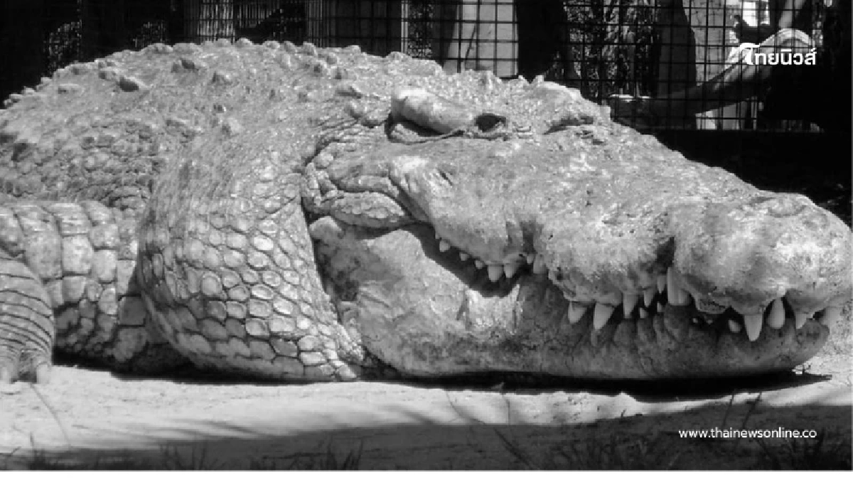 เศร้า "เจ้าใหญ่" King of Crocs กลับดาวจระเข้แล้ว ในวัย 61 ปี