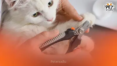 วิธีตัดเล็บแมวอย่างถูกวิธี ไม่เจ็บ ไม่เครียด สำหรับแมวทุกวัย