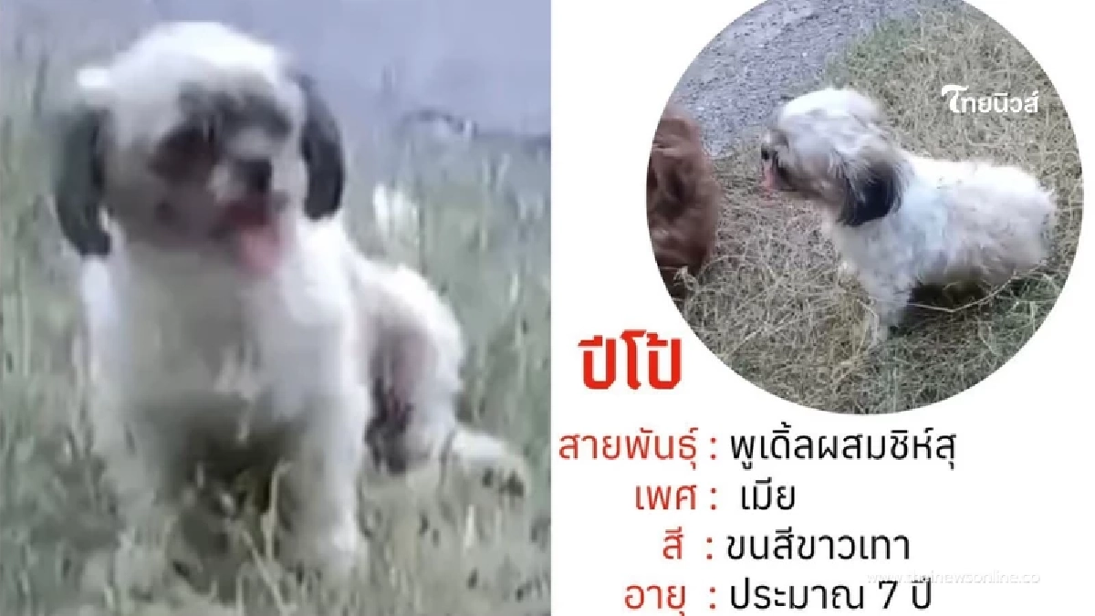 ประกาศแจ้งเตือน น้องหมา เจ้าปีโป้ อย่าเข้าใกล้ เจอแจ้งจนท.ด่วน