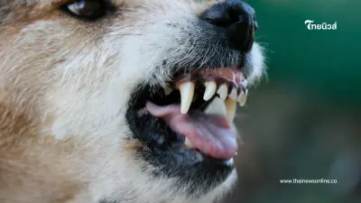 ภัยเงียบที่ต้องระวัง สังเกตสัตว์เลี้ยงแบบไหนเข้าข่าย "โรคพิษสุนัขบ้า"